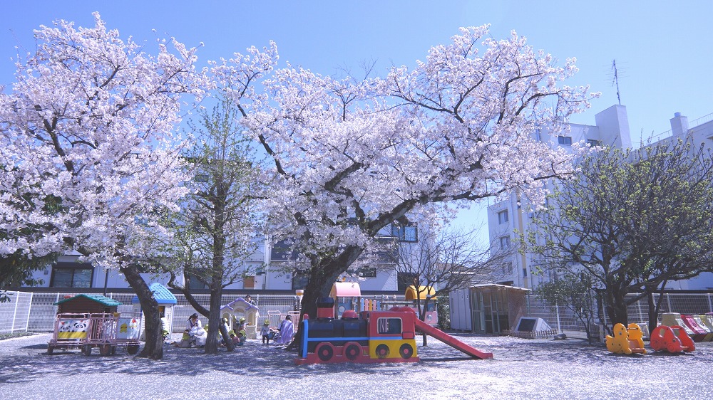 桜の木